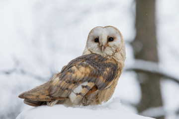 Eurasian Tawny Owl, Strix aluco, in the winter forest near the old cemetery sitting on the stone.