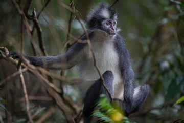 Thomas' Leaf Monkey also known as Sumatran Grizzled Langur is endemic to the island of Sumatra in Indonesia