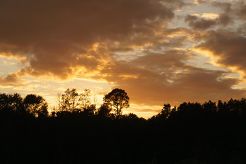 Golden Florida Swamp Sunset