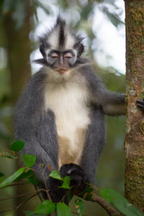 Thomas' Leaf Monkey also known as Sumatran Grizzled Langur is endemic to the island of Sumatra in Indonesia