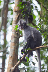 Thomas' Leaf Monkey also known as Sumatran Grizzled Langur is endemic to the island of Sumatra in Indonesia
