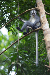 Thomas' Leaf Monkey also known as Sumatran Grizzled Langur is endemic to the island of Sumatra in Indonesia