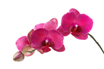 Fototapeta na wymiar Branch of blossoming orchid burgundy color isolated on white background