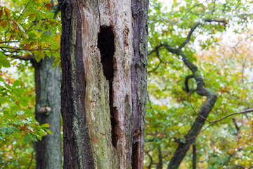 Wald Kreislauf des Lebens