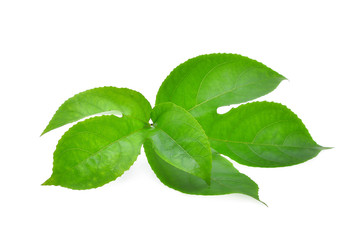 green leaf of passion fruit isolated on white background