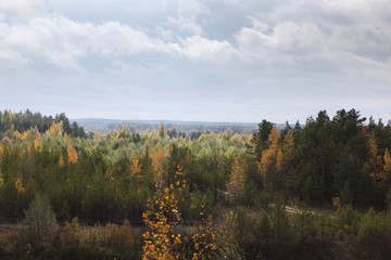 Colored trees in the autumn forest