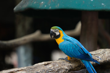 Portrait of colorful scarlet macaw parrot stand on timber in the zoo.