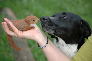 Squirrel and dog meets