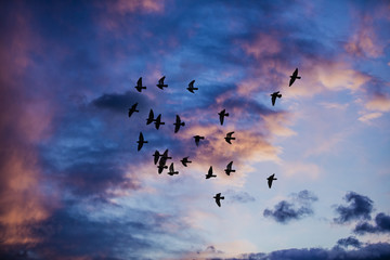Silhouette of birds flying into the sunset clouds