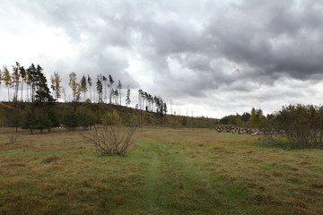 Forest landscape after the fire, a herd of rams on the lawn