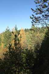 Pine forest on a sunny day