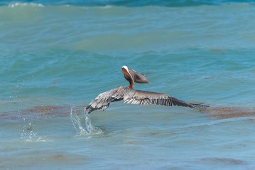 Brown pelican, bird who takes off from the sea 
