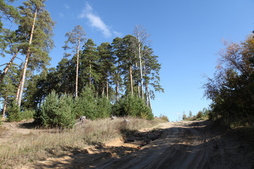 Pine forest on a sunny day