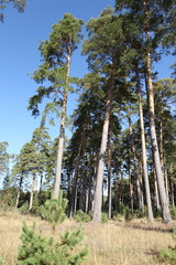 Fototapeta premium Pine forest on a sunny day