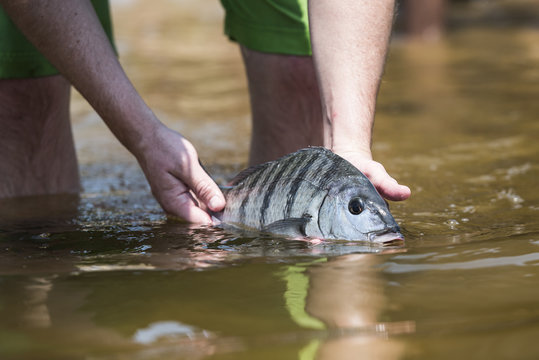 White Steenbras catch and release for research