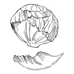 Hand drawn iceberg lettuce. Vector sketch  illustration.