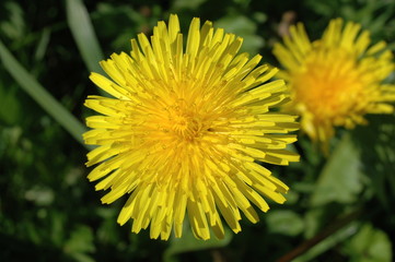 A Dandelion
