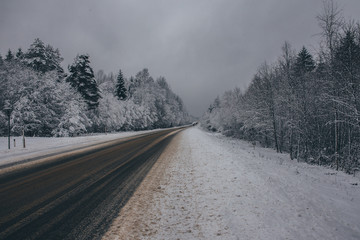 Fir in the forest near the road