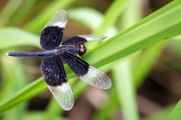 Image of Pied Paddy Skimmer Dragonfly (Neurothemis Tullia) on green leaves. Insect Animal
