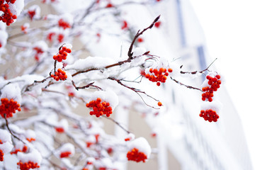 雪をかぶったナナカマド / Sorbus commixta