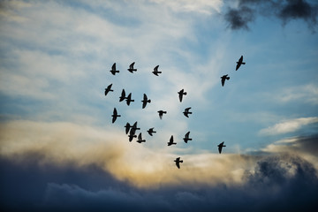 Silhouette of birds flying into the sunset clouds