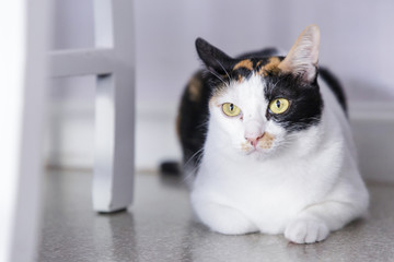 Yellow eyed cat. cat lying on floor. cat look at camera with white color background. cat thai.