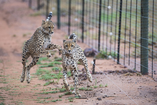 Collared cheetahs playing alongside boundary fence, South Africa