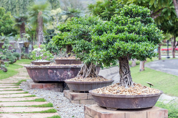 Bonsai tree on ceramic pot in bonsai garden. Small bonsai for interior exterior decoration.