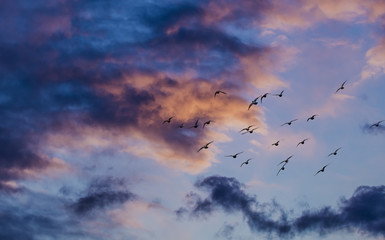 Silhouette of birds flying into the sunset clouds