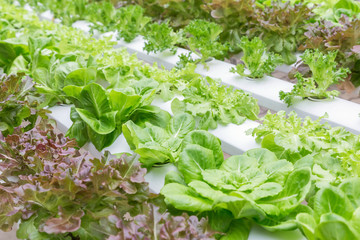 Hydroponics greenhouse. Organic green vegetables salad in hydroponics farm for health, food and agriculture concept design. Hydroponics is a non soil plant.