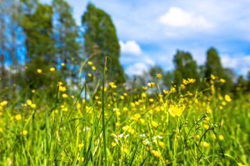 Fototapeta premium Green field with flowers, meadow with spring grass and buttercup blossoms