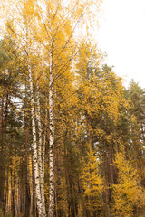 Fototapeta premium birch trees in autumn