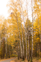 birch trees in autumn