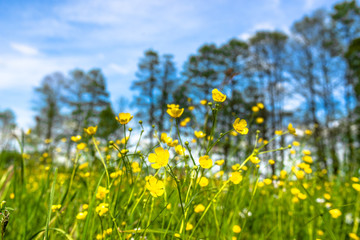 Fototapeta premium Spring flowers on meadow and blue sky