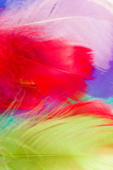multicolored feathers as a background