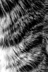 black and white wool