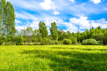 Obraz premium Landscape of spring meadow with flowers, grass and green trees on field