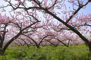 Fototapeta premium 満開の桃の花