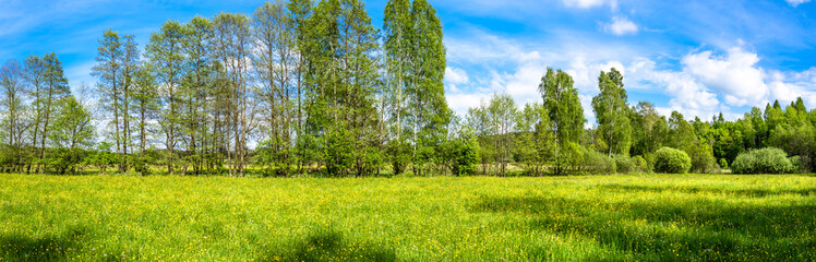 Flowers in grass, field and trees, green spring panorama
