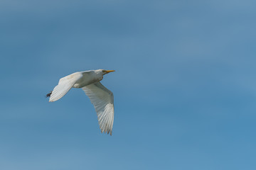 Western Cattle Egret, Bubulcus ibis, beautiful white bird flying in blus sky
