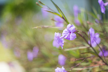 Flower flora selective focus , purple seen in Thailand