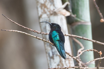 Purple-throated Carib, Eulampis jugularis, beautiful hummingbird perched on a branch    © Pascale Gueret