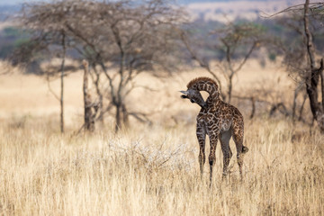 Giraffe bei der Morgentoilette