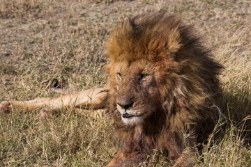 Löwe (Panthera leo)