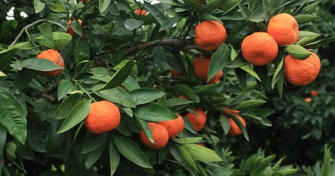 Mandarin tree branch with many orange fruits