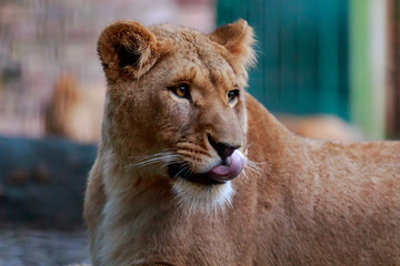 Portrait einer Löwin