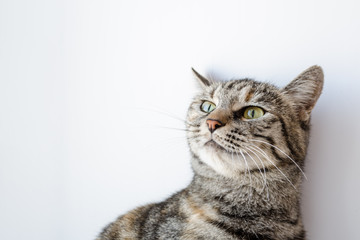 gray cat with green eyes on a white background