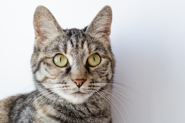 gray cat with green eyes on a white background
