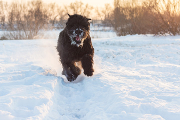 black riesenschnauzer dog on a walk on winter snowy day