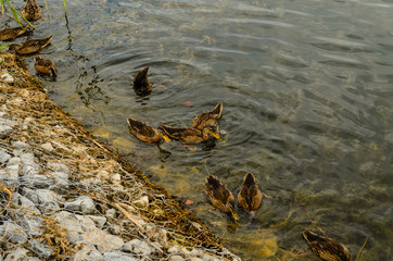 Ducks looking for food in water